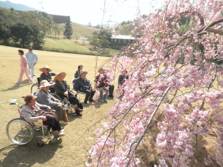 お花見2