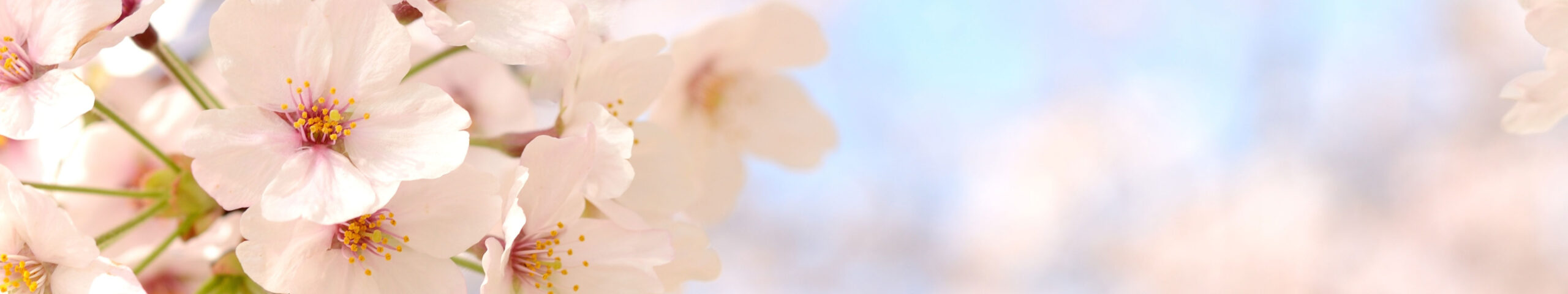 小規模多機能施設さくら町